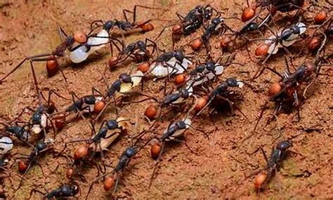 風水 女性 一群螞蟻